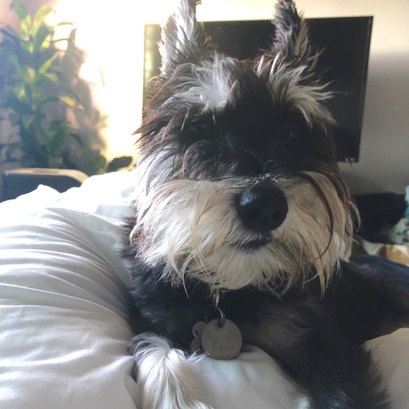 Meet your Posher, Celeste - Picture 1 of 2